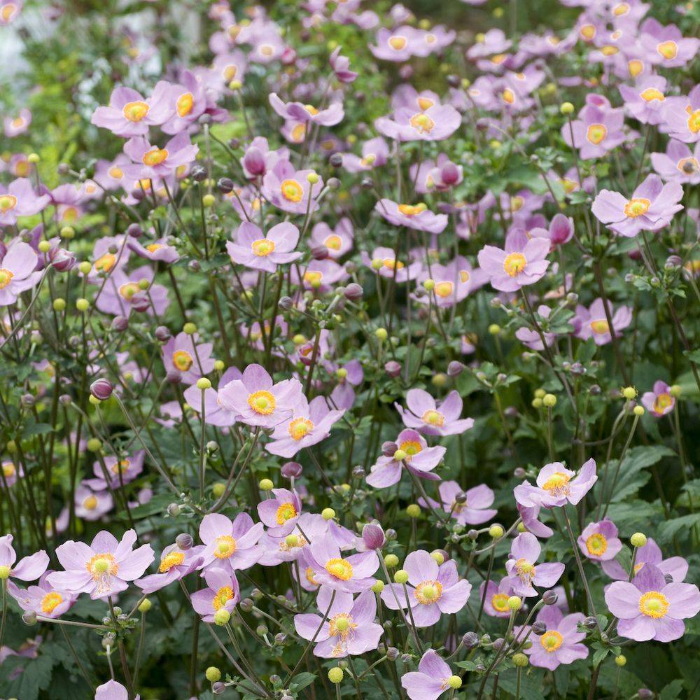 Anemone hupehensis september charm lot de 3 - Image 2
