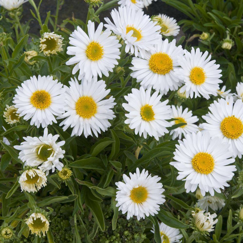 Aster nain de printemps blanc