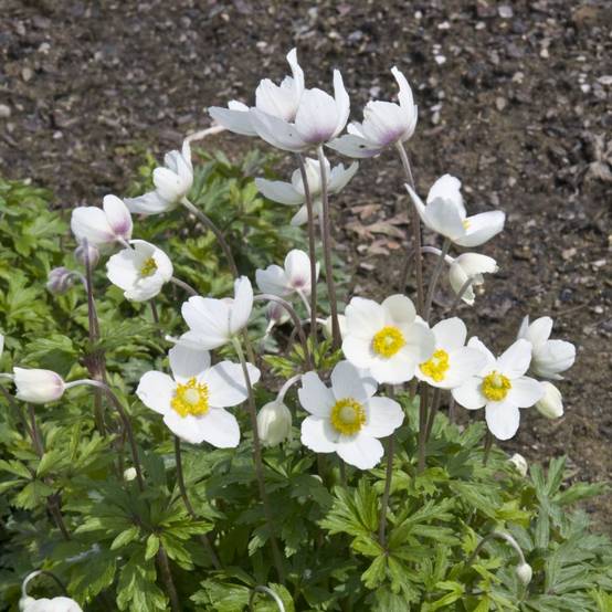 Anemone des forêts blanche lot de 3
