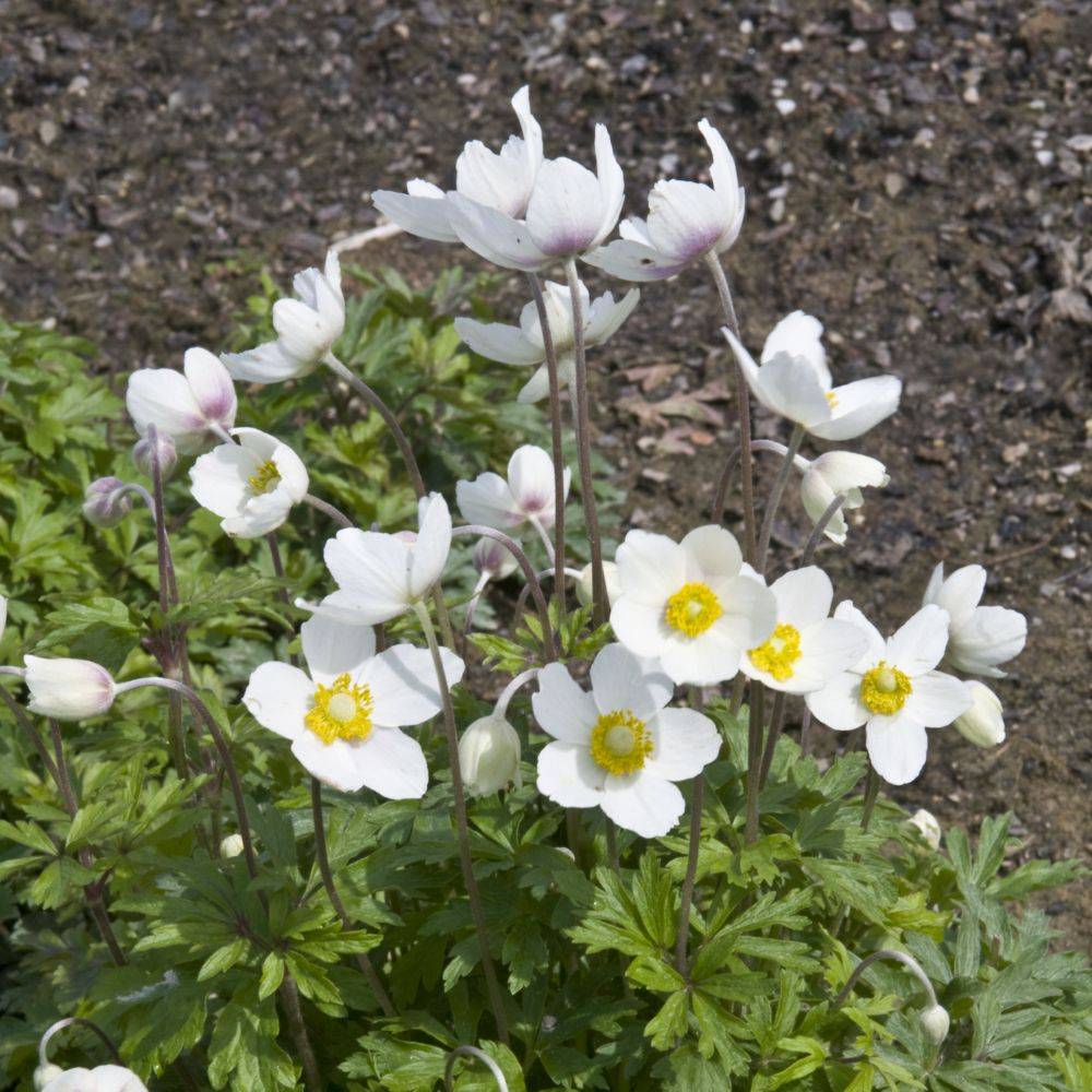 Anemone des forêts blanche lot de 3