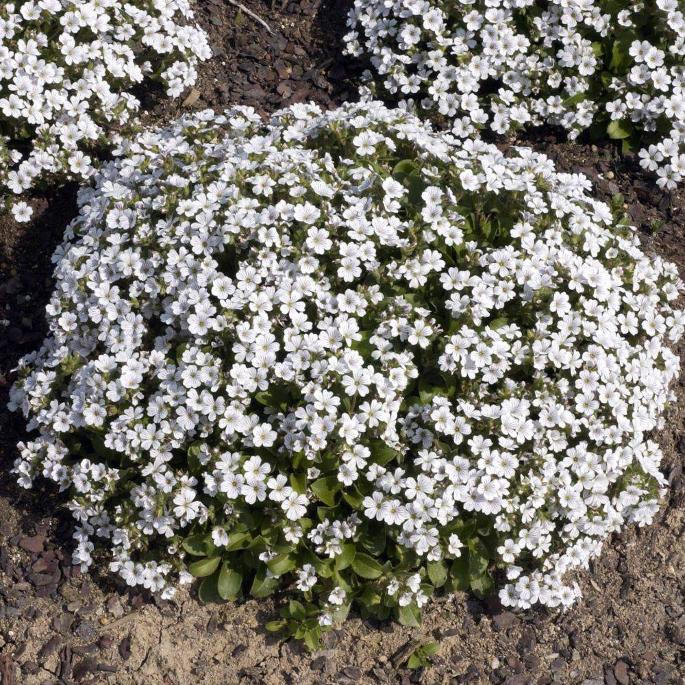 Sagine blanche - Arenaria montana - Image 1
