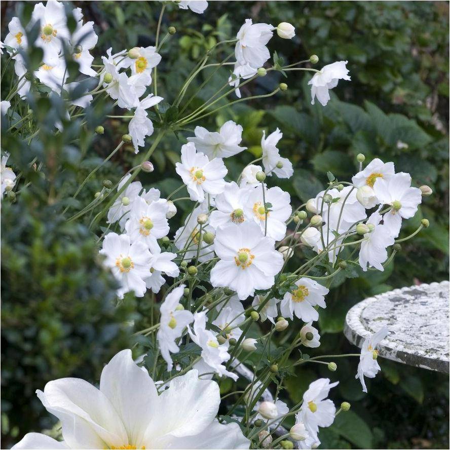Anemone du japon blanche simple lot de 3