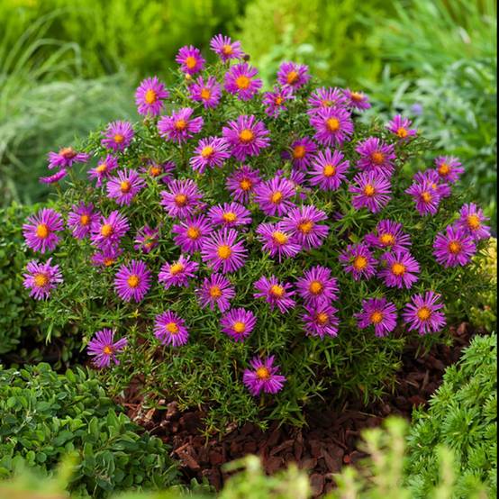 Aster nain d'automne 'Alice Haslam' lot de 3 - Image 4