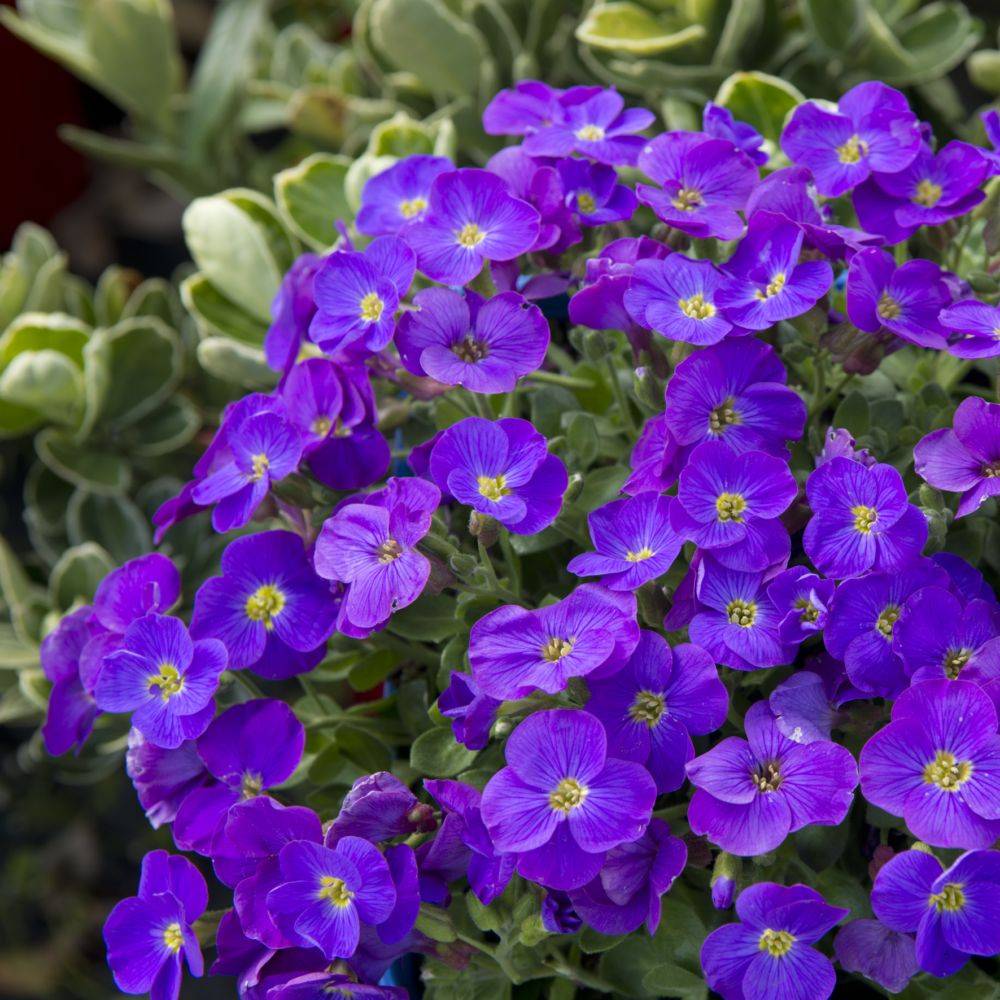 Aubriète violette - Aubrieta