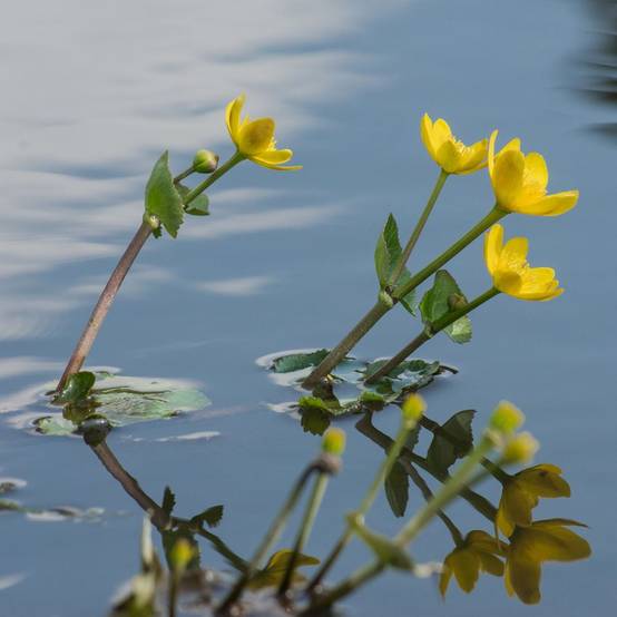 Plante aquatique Caltha palustris - Souci d'eau - Image 3