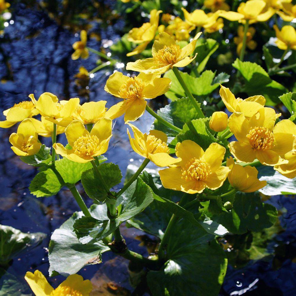 Plante aquatique Caltha palustris - Souci d'eau - Image 4