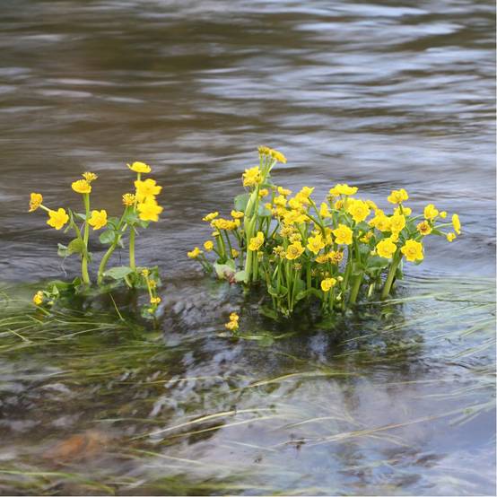 Plante aquatique Caltha palustris - Souci d'eau - Image 5
