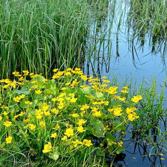 Plante aquatique Caltha palustris - Souci d'eau