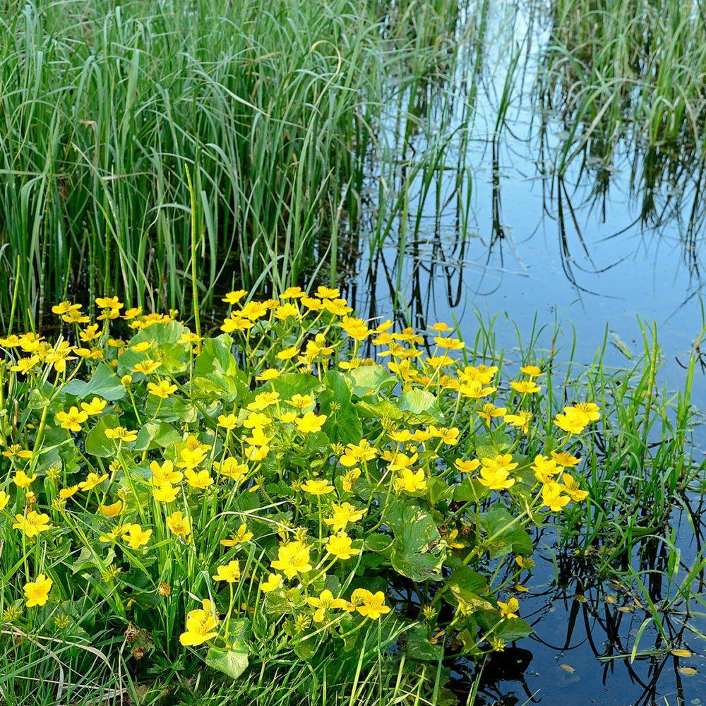 Plante aquatique Caltha palustris - Souci d'eau - Image 1