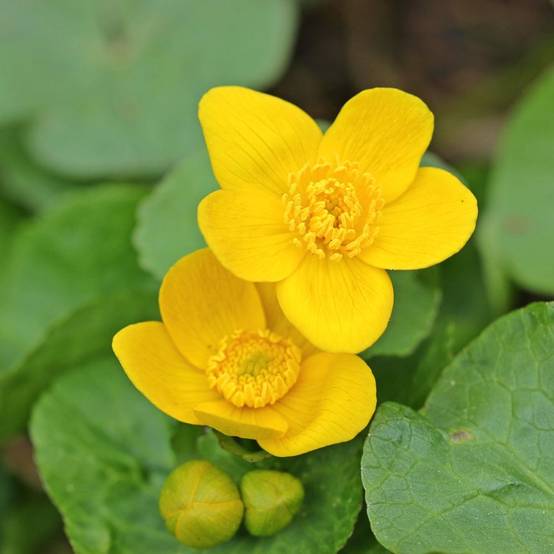 Plante aquatique Caltha palustris - Souci d'eau - Image 6