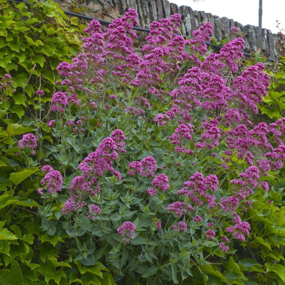 Centranthus ruber coccineus