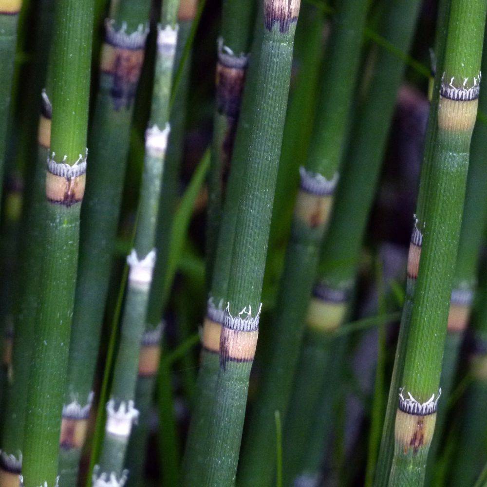 Equisetum 'Japonicum' - Prêle Japonicum - Image 1