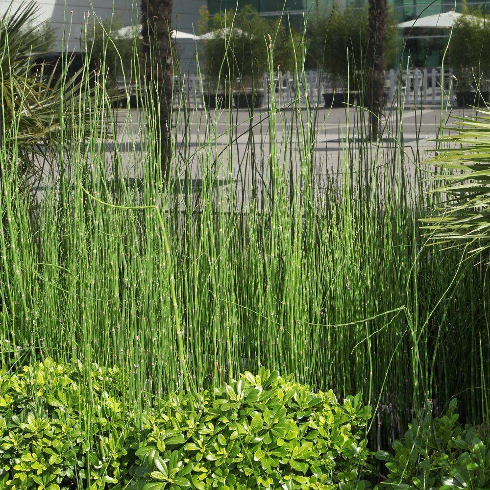 Equisetum 'Japonicum' - Prêle Japonicum - Image 4