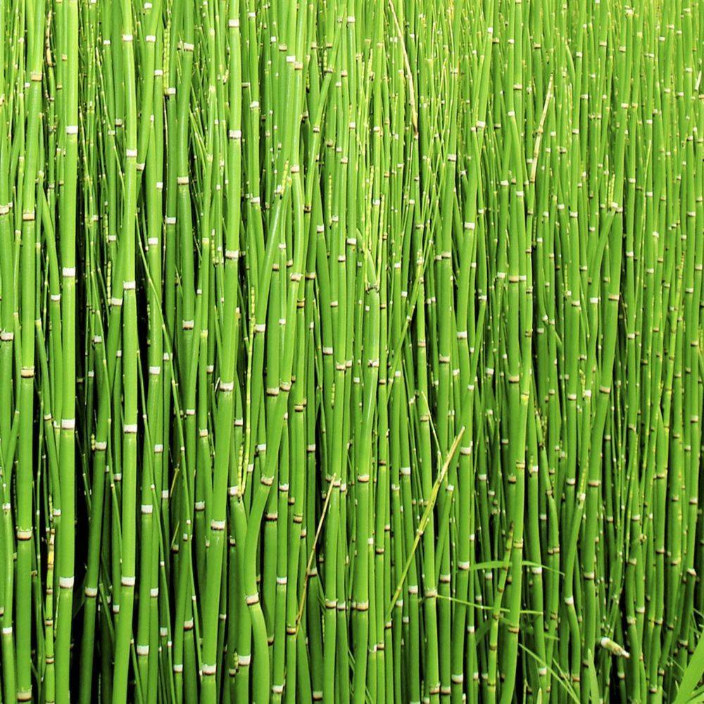 Equisetum 'Japonicum' - Prêle Japonicum - Image 3