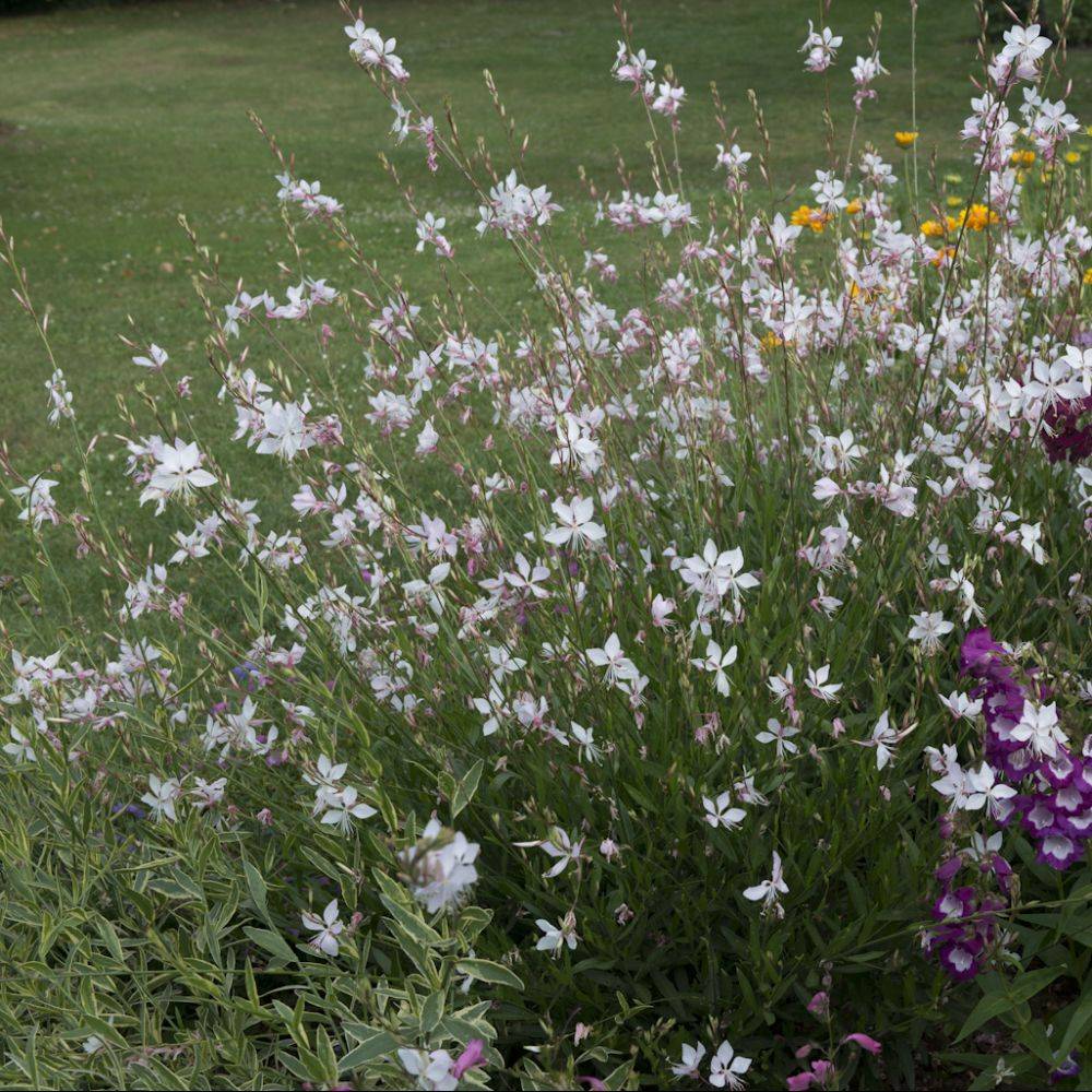 Gaura 'Short Form' lot de 3 - Image 3
