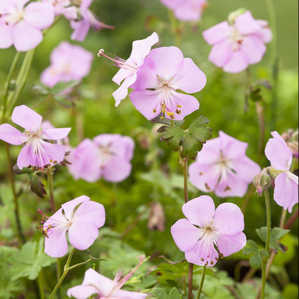 Géranium vivace dalmaticum lot de 3 - Image 1