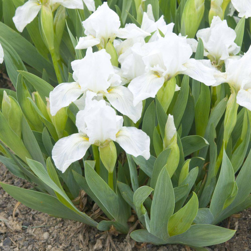 Iris nain blanc