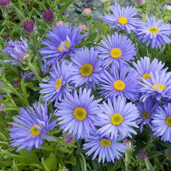 Aster nain de printemps bleu violace 'Goliath'