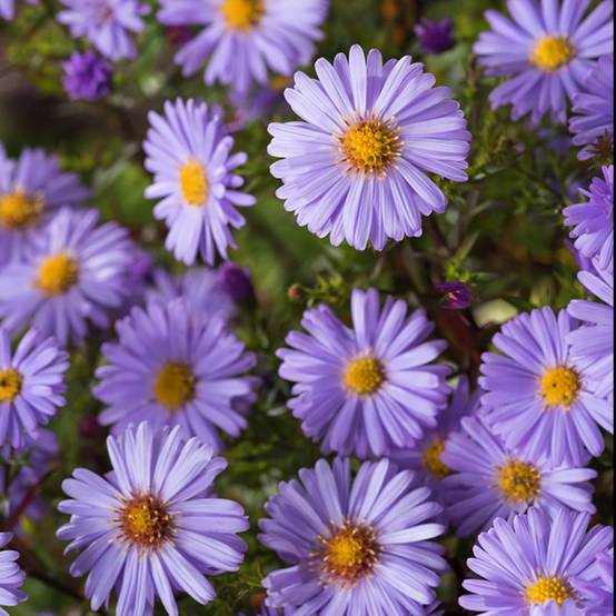 Aster nain d'automne bleu 'Lady in Blue' lot de 3 - Image 2