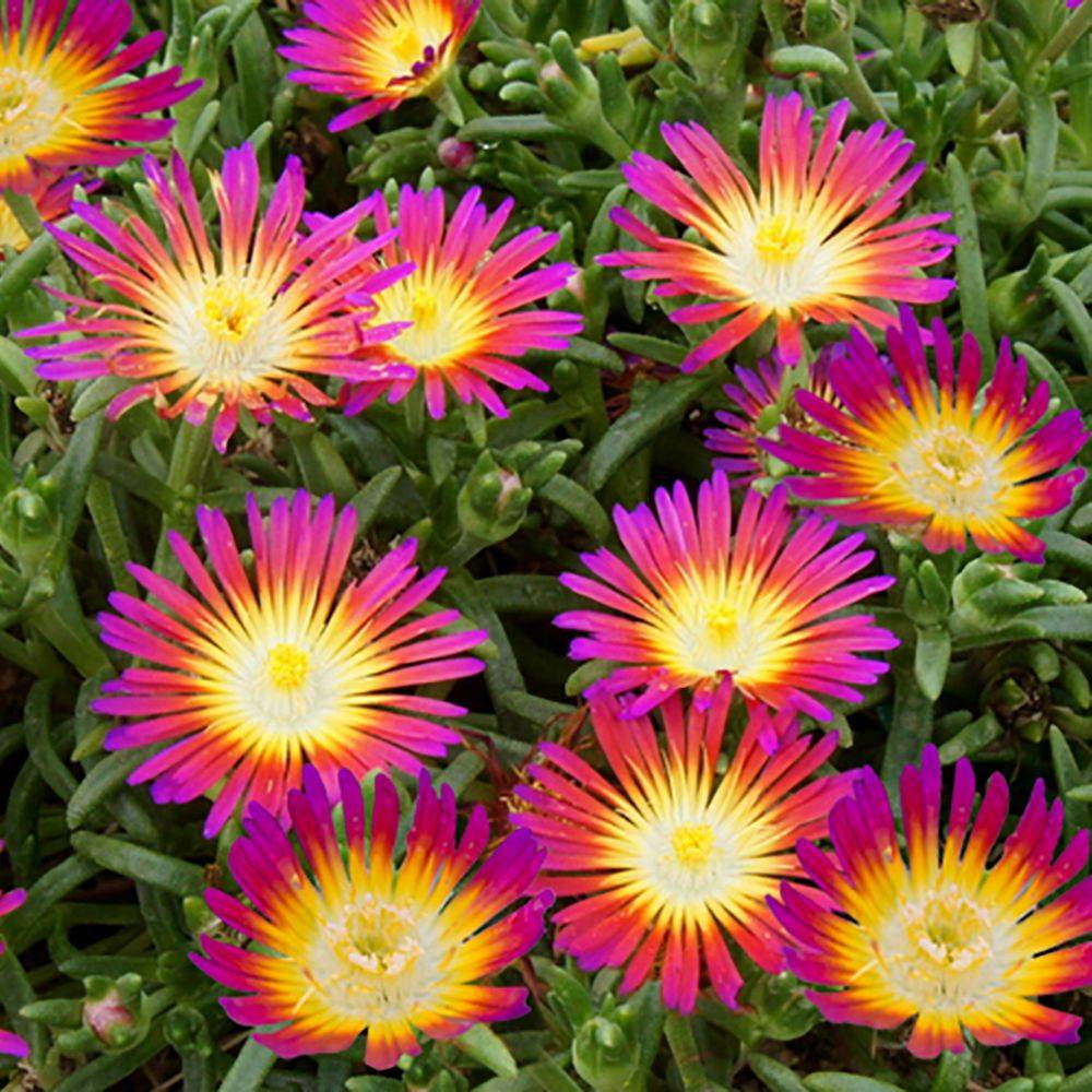Delosperma WoW Hotpink Wonder ® lot de 3 - Image 1