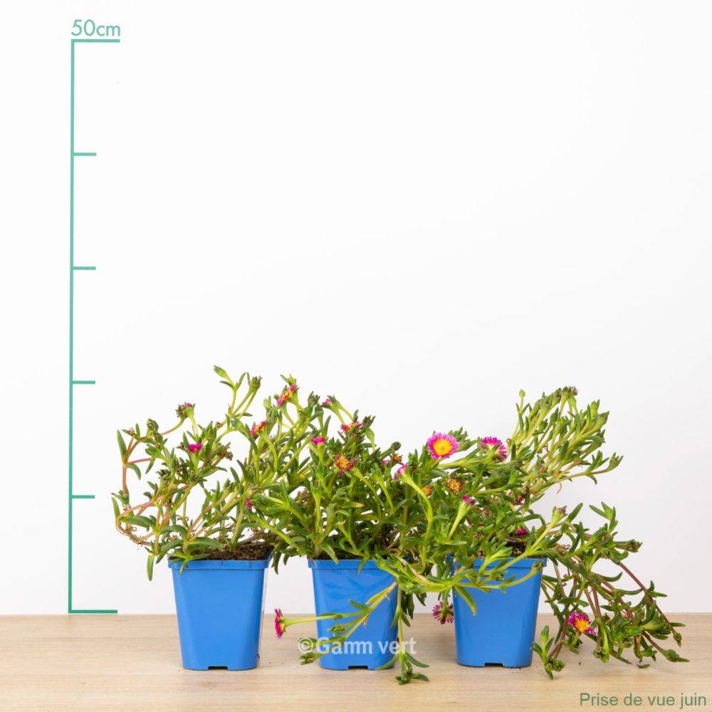 Delosperma WoW Hotpink Wonder ® lot de 3 - Image 2