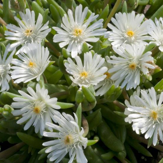 Delosperma jewel of desert moon stone - Image 2