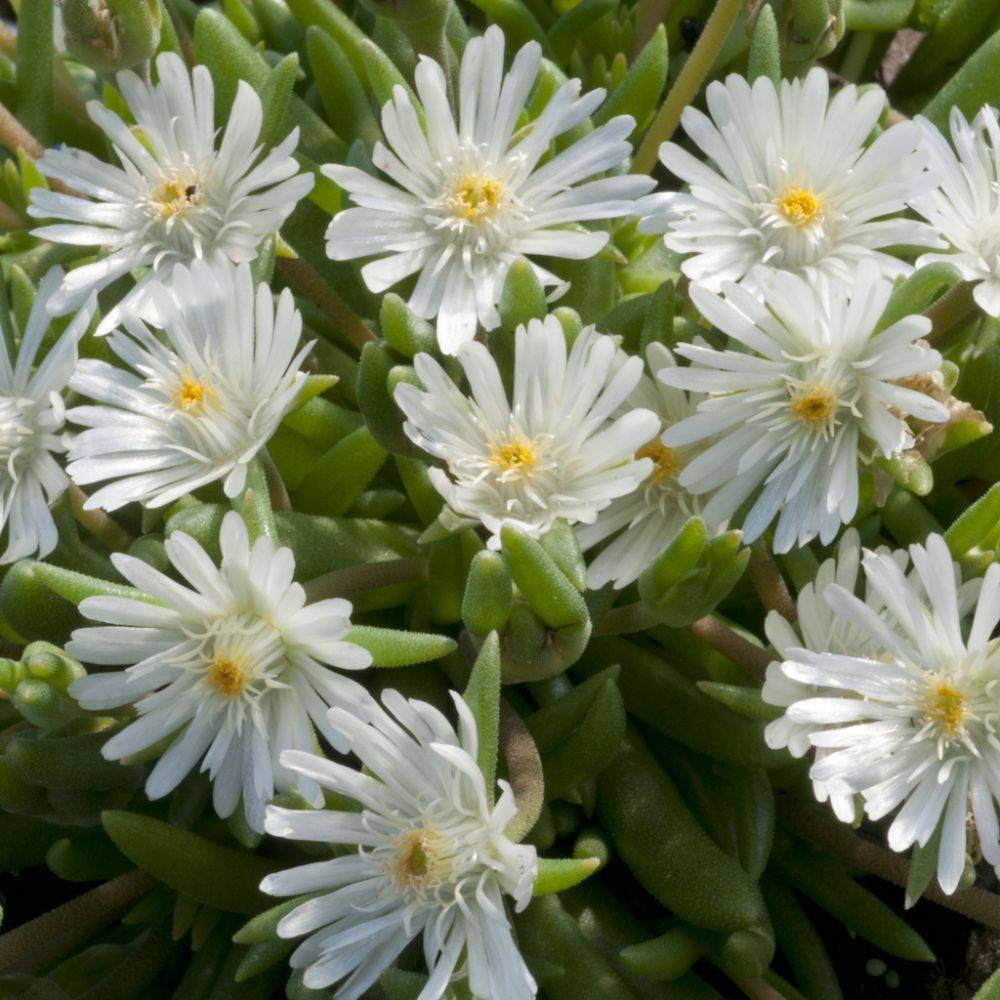 Delosperma jewel of desert moon stone - Image 2