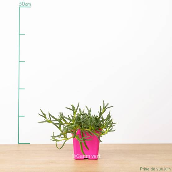 Delosperma jewel of desert moon stone - Image 1