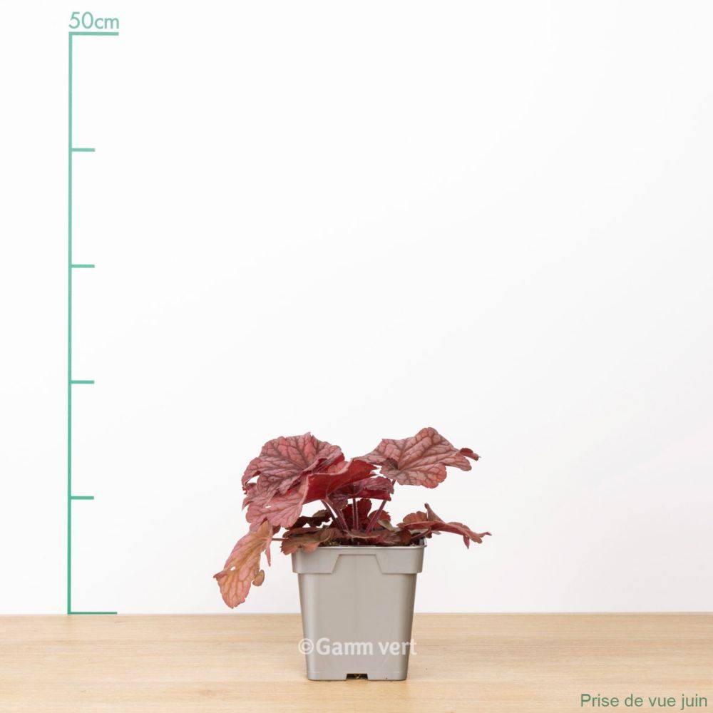 Heuchère 'Berry Smoothie'® - Image 2