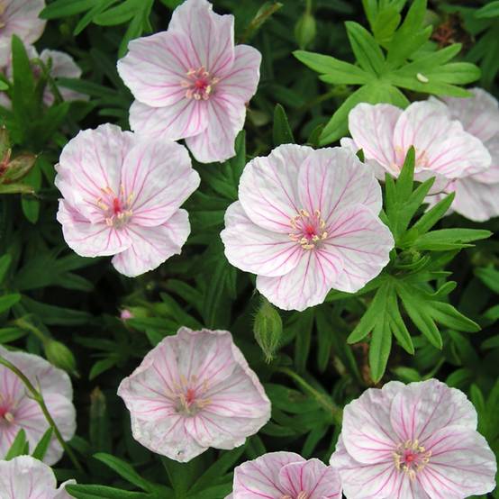 Geranium sanguin rose veiné