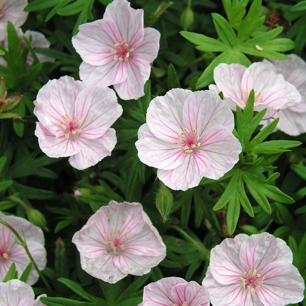 Geranium sanguin rose veiné