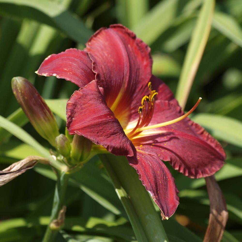 Hémérocalle rouge foncé - Hemerocallis