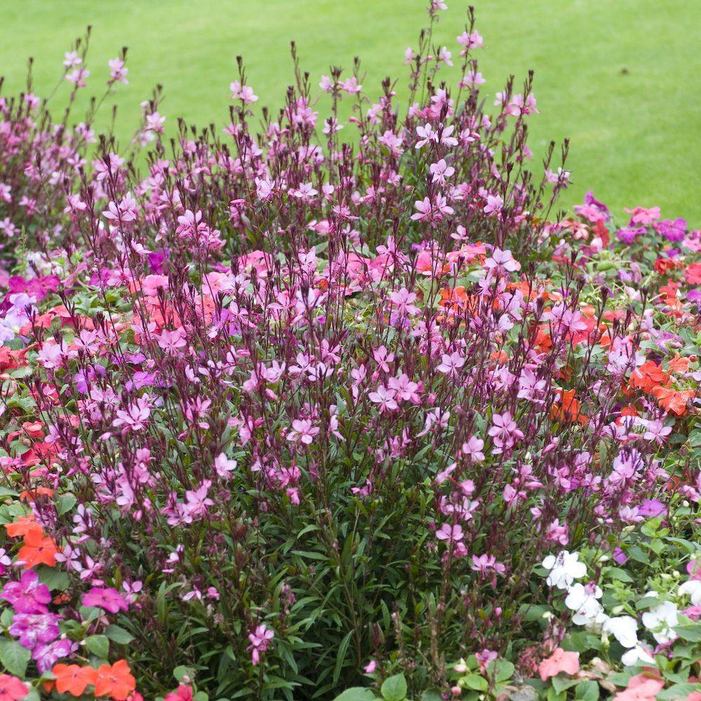 Gaura lindheimeri 'Siskiyou Pink' lot de 3 - Image 1