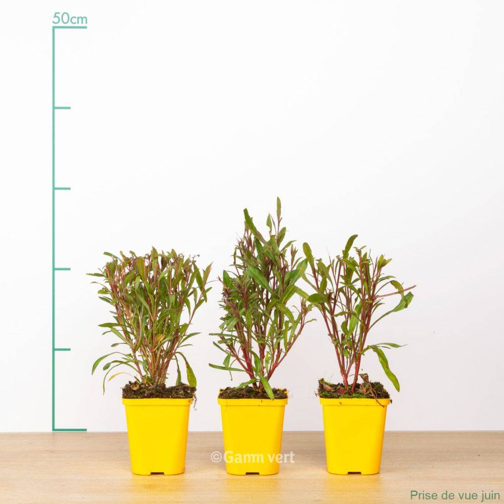 Gaura lindheimeri 'Siskiyou Pink' lot de 3 - Image 3