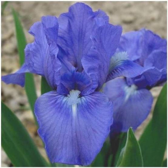 Iris Sapphire Gem