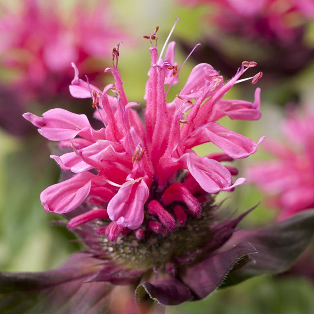 Monarde Pink Lace - Monarda - Image 4