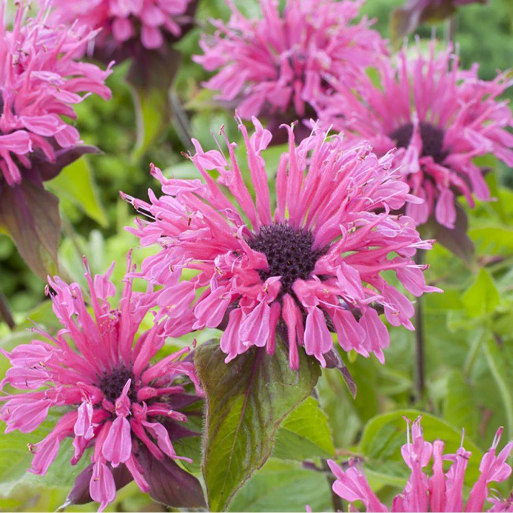 Monarde Pink Lace - Monarda - Image 1