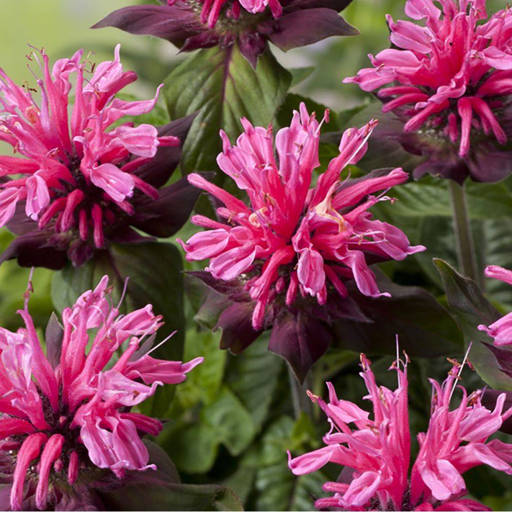 Monarde Pink Lace - Monarda - Image 3