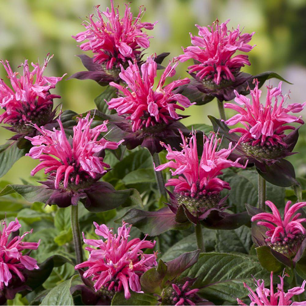 Monarde Pink Lace - Monarda - Image 2