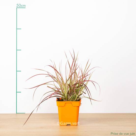 Pennisetum Firework - Image 2