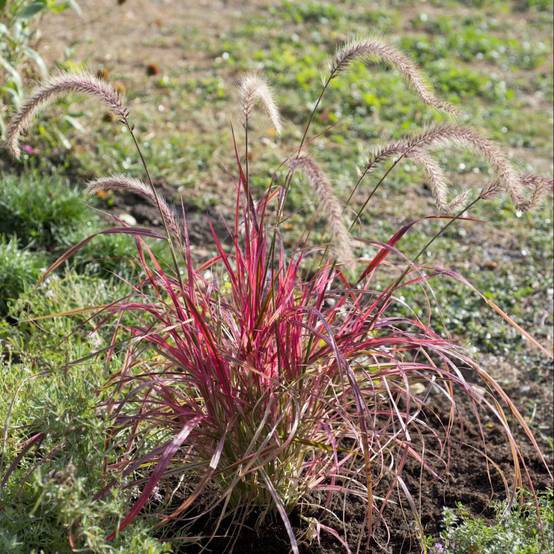 Pennisetum Firework - Image 1