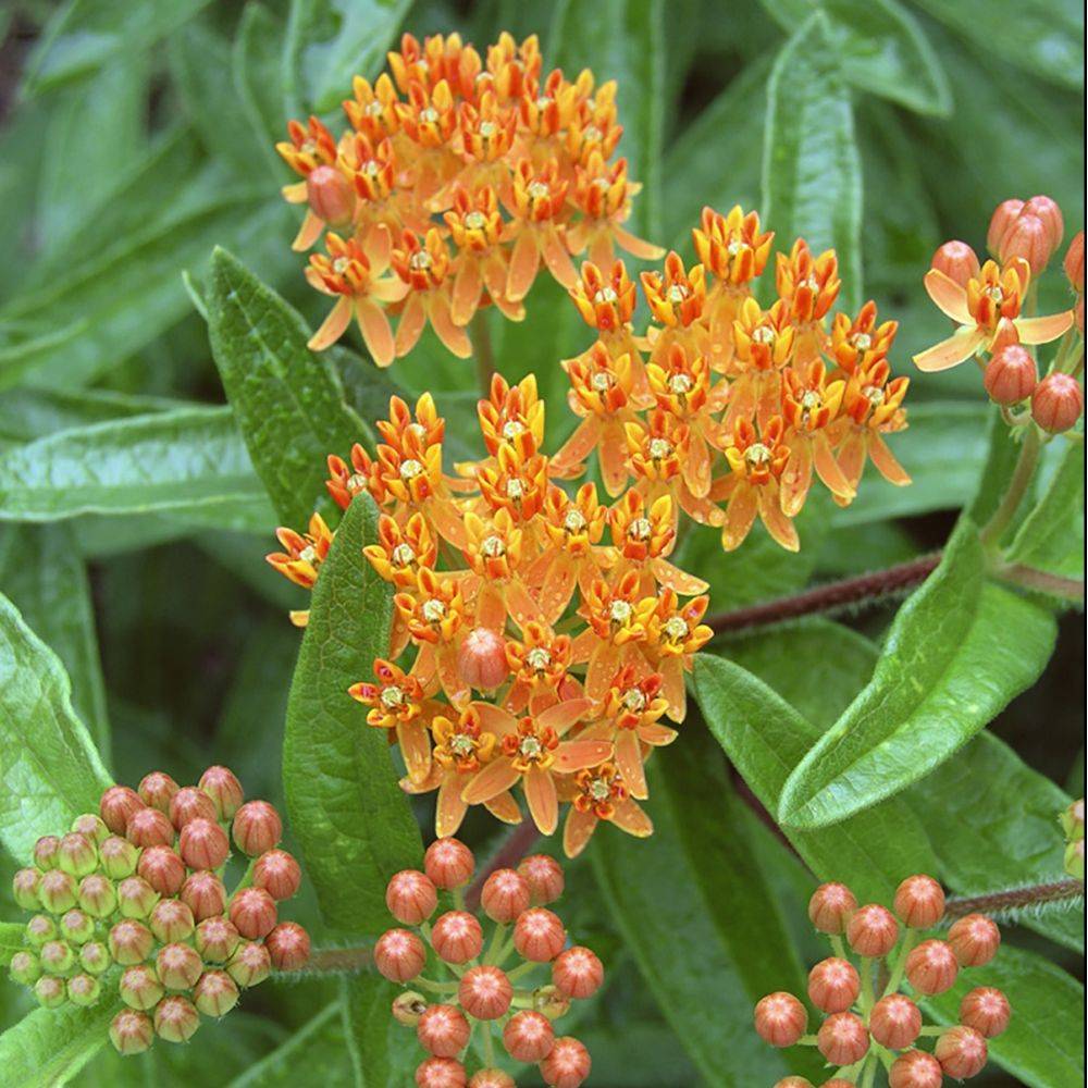 Asclepias tuberosa - Image 3