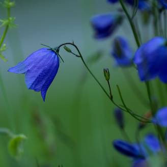 Campanule 'Jelly Bells'