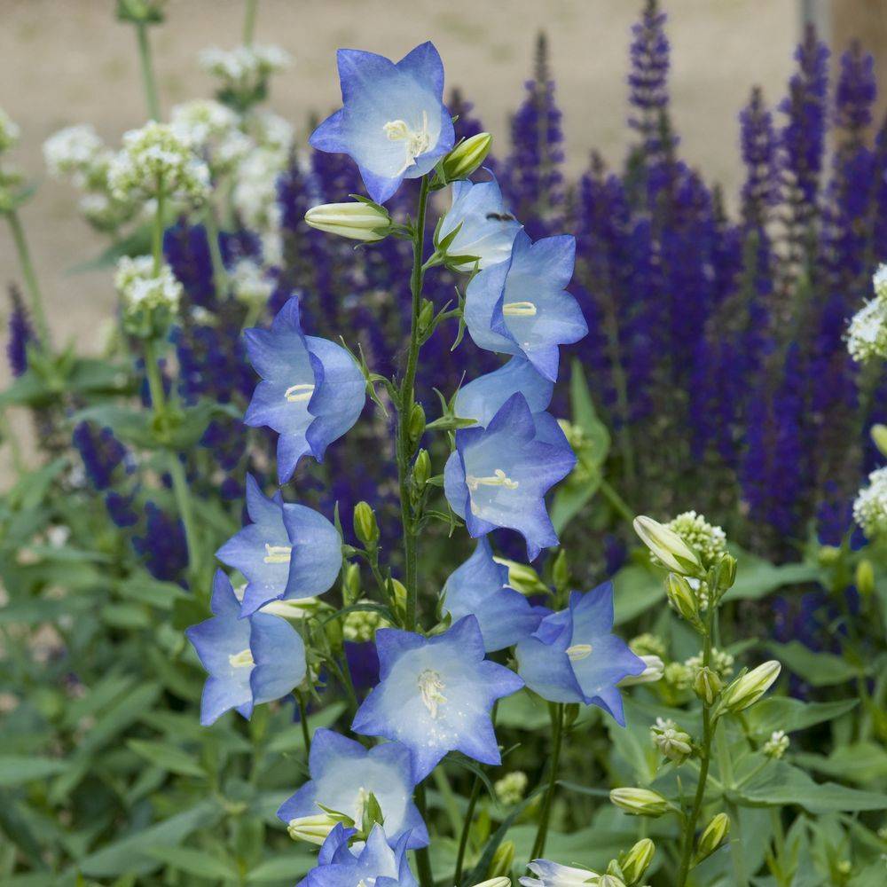 Campanule de Perse bleue - Campanula persicifolia lot de 3