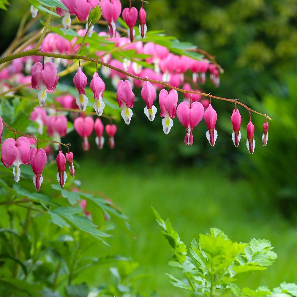 Coeur de Marie rose lot de 3 - Image 14