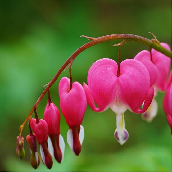 Coeur de Marie rose lot de 3 - Image 12