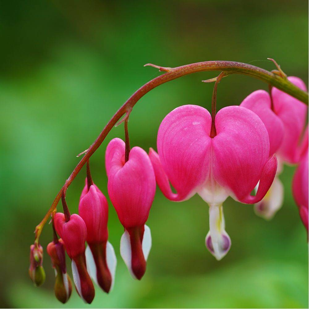 Coeur de Marie rose lot de 3 - Image 12