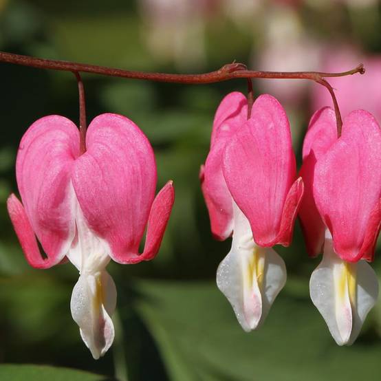 Coeur de Marie rose lot de 3 - Image 7