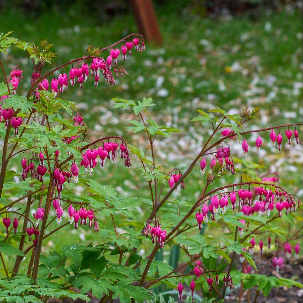 Coeur de Marie rose lot de 3 - Image 13