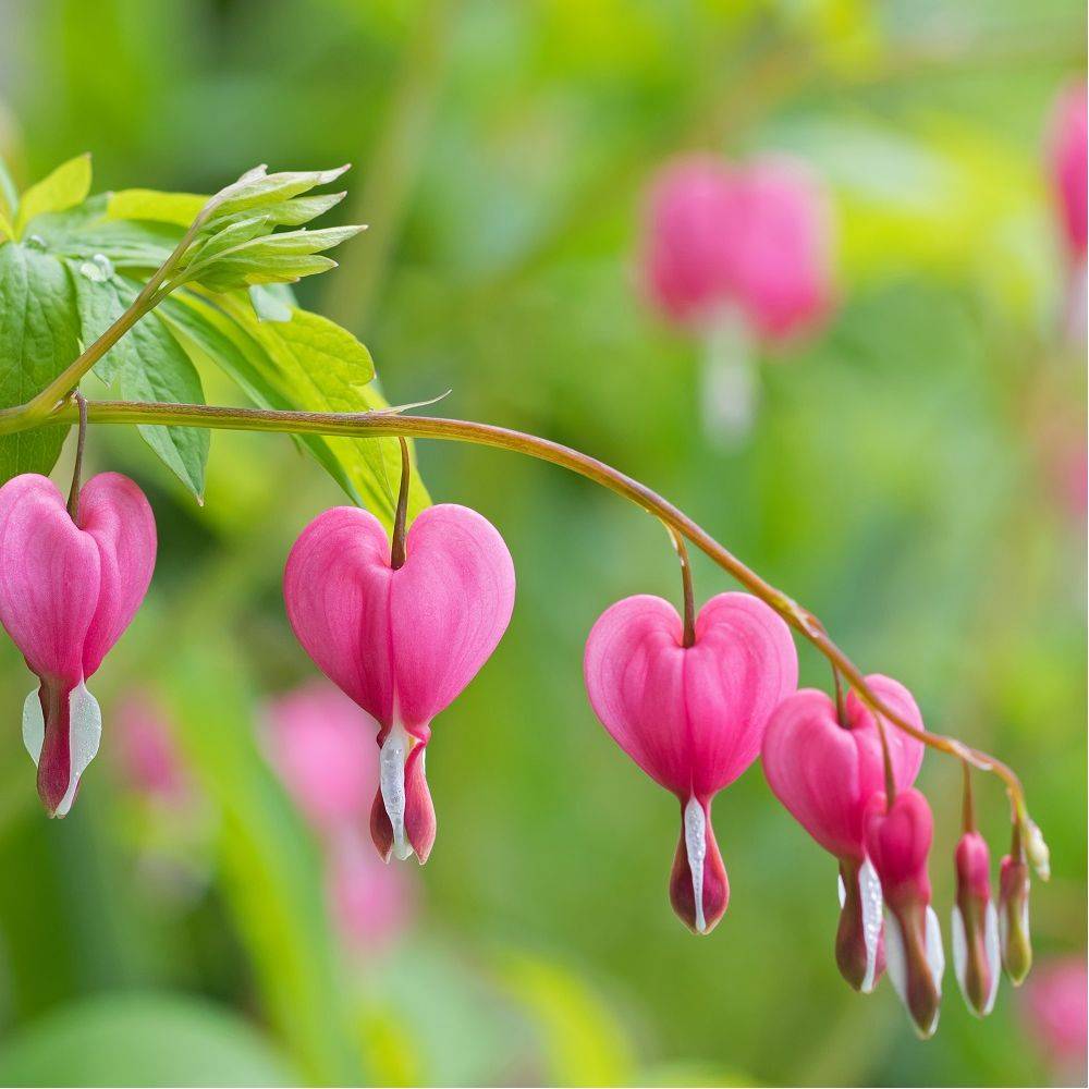 Coeur de Marie rose lot de 3 - Image 8